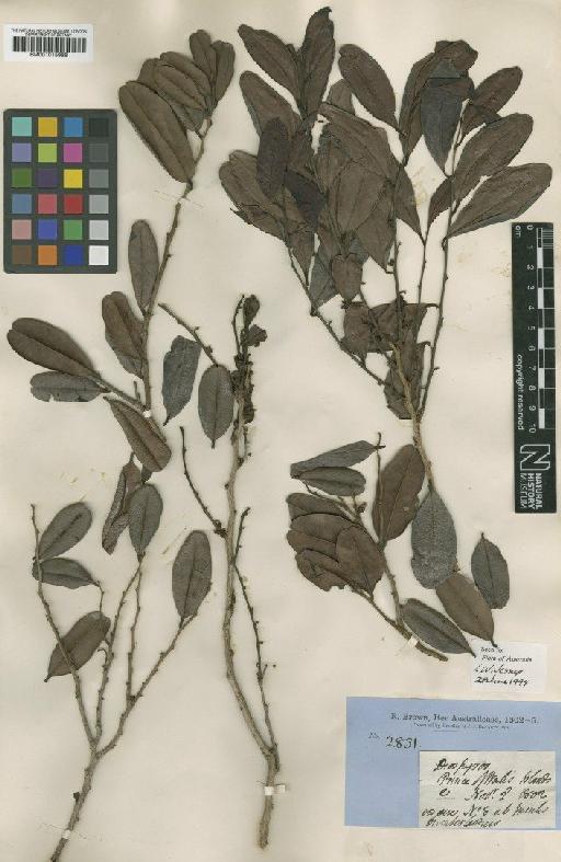Diospyros ferrea var. reticulata (R.Br.) Bakh. - BM001015988
