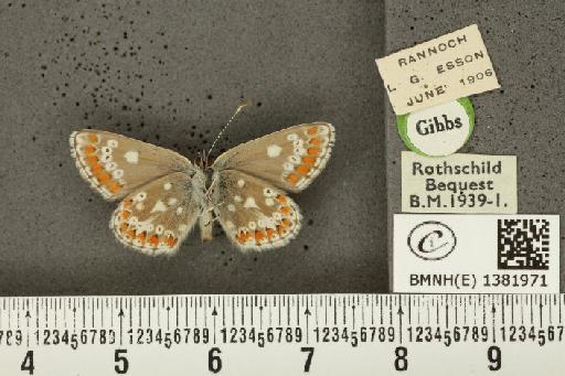 Aricia artaxerxes artaxerxes (Fabricius, 1793) - BMNHE_1381971_179044