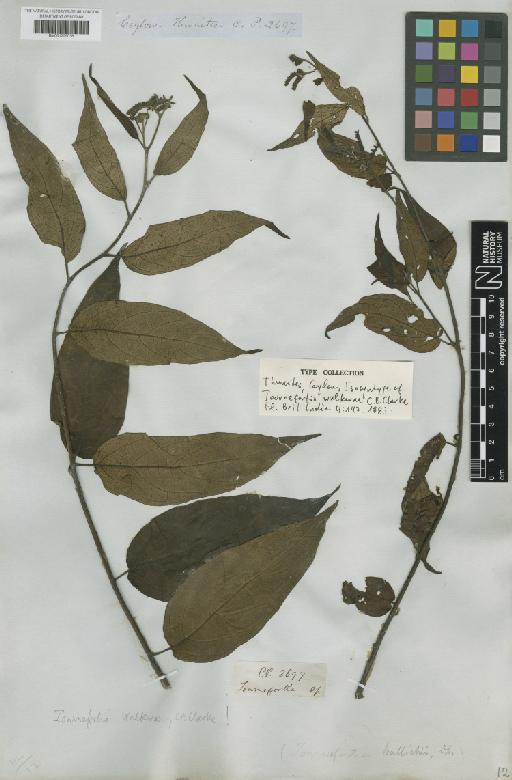 Tournefortia walkerae C.B.Clarke - BM001209038