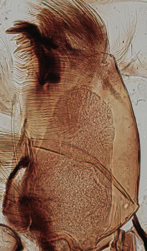 Simulium (Trichodagmia) muiscorum species group Orbitale Bueno et al. - 010195832_S_muiscorum_Paratype_larva_mandible