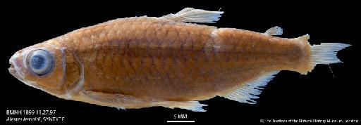 Alestes lemairii Boulenger, 1899 - BMNH 1899.11.27.97 Alestes lemairii, SYNTYPE