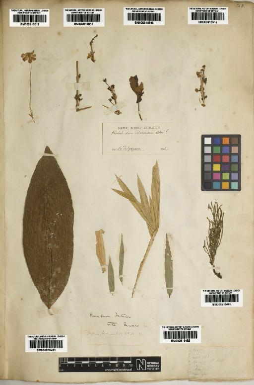 Equisetum arvense L. - BM000815483