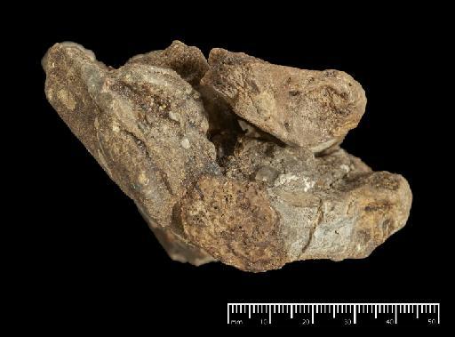 Scelidotherium leptocephalum Owen, 1840 - NHMUK PV M 82206 D (6).tif