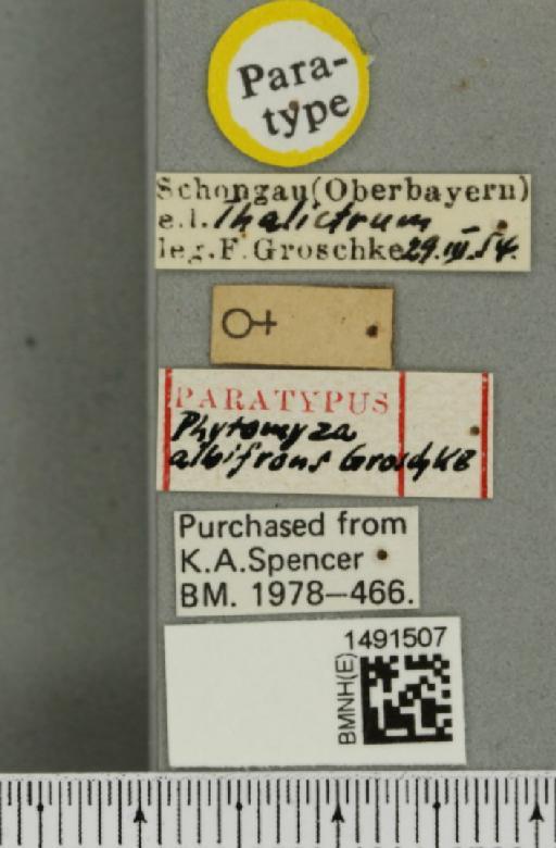 Phytomyza albifrons Groschke, 1957 - BMNHE_1491507_label_53145