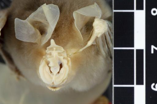 Rhinolophus acuminatus audax Andersen, 1905 - 1897_4_18_16-Rhinolophus_acuminatus_audax-Holotype-Noseleaf-dorsal