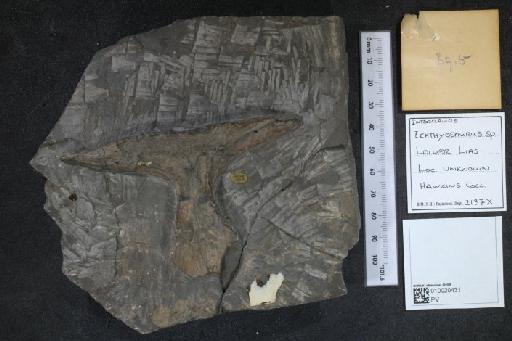 Ichthyosaurus De la Beche & Conybeare, 1821 - 010020431_L010040134_(2)