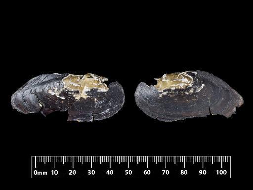 Unio tristis subterclass Palaeoheterodonta Morelet, 1845 - 1893.2.4.1961, SYNTYPE, Unio tristis Morelet, 1845