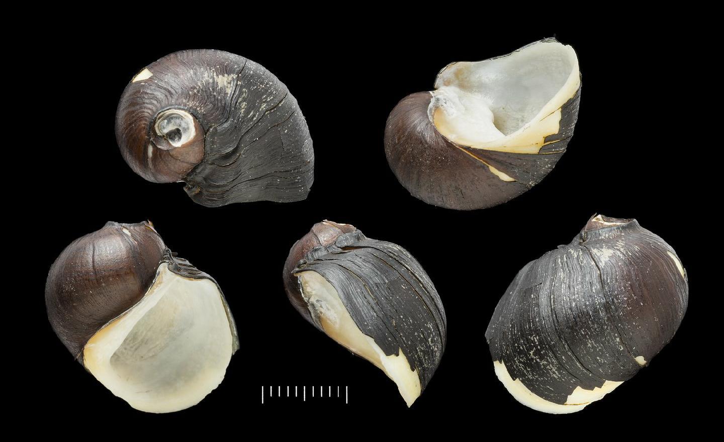 To NHMUK collection (Neritina mauritiana Morelet, 1867; SYNTYPE(S); NHMUK:ecatalogue:7787940)