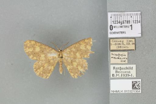 Mesotrophe alienaria (Walker, 1863) - 013321364_117938_507501