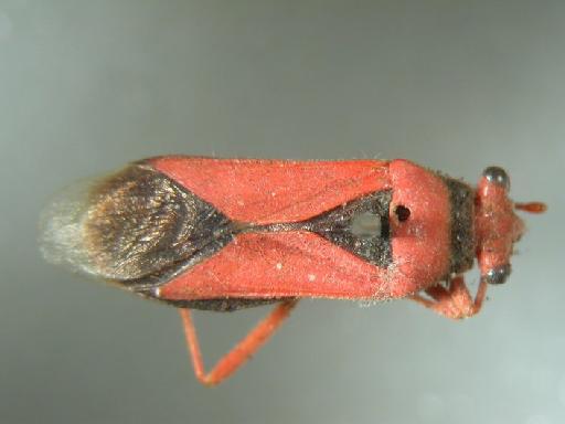 Astacops gracilis Breddin - Hemiptera: Astacops Gra