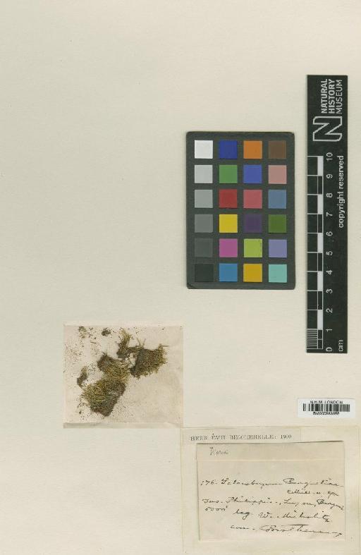 Anomobryum cymbifolium (Lindb.) Broth. - BM000983888