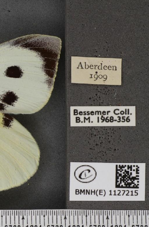 Pieris brassicae ab. postice-ochreata Verity, 1919 - BMNHE_1127215_label_84365