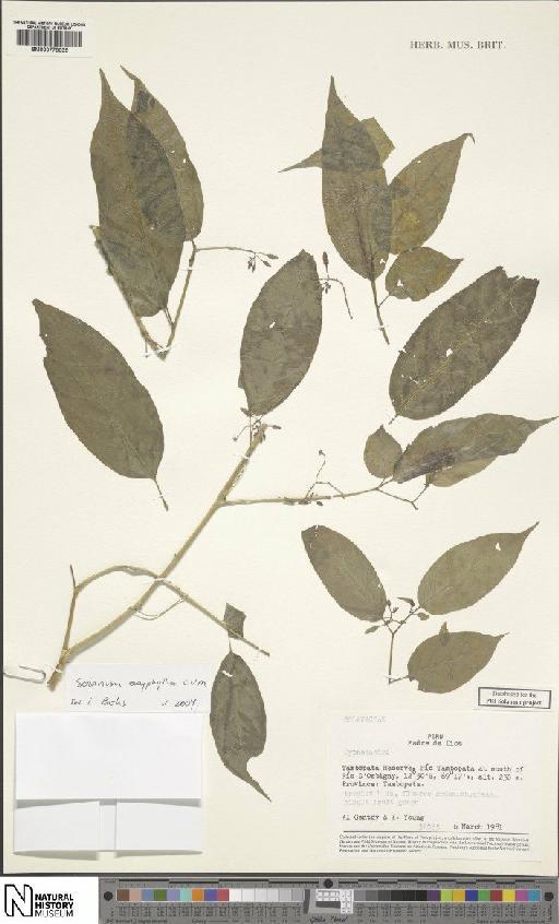 Solanum oxyphyllum C.V.Morton - BM000778035