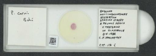 Parthenolecanium corni (Bouche, 1844) - 010137560_117397_1101018