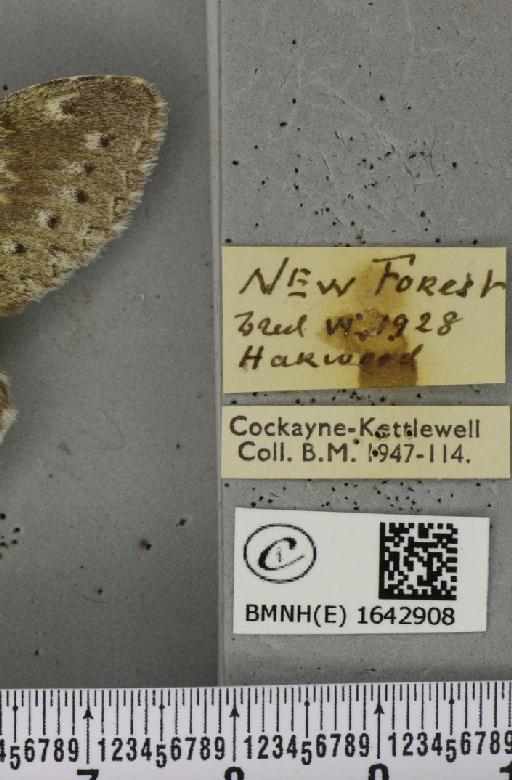 Stauropus fagi fagi (Linnaeus, 1758) - BMNHE_1642908_label_242484