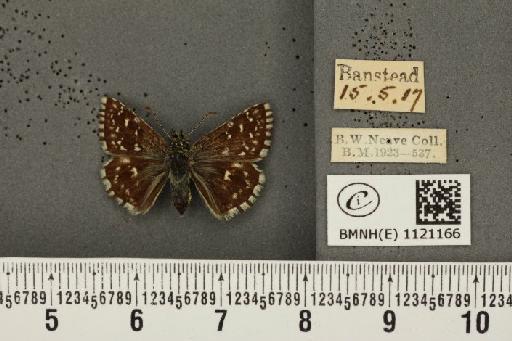 Pyrgus malvae (Linnaeus, 1758) - BMNHE_1121166_74912