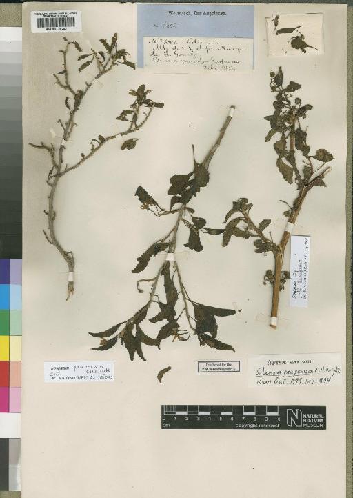 Solanum pauperum C.H.Wright - BM000778202