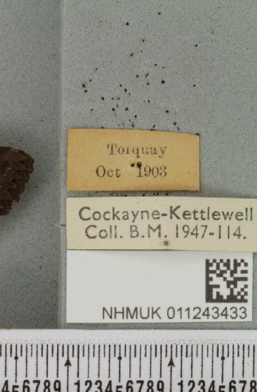 Aporophyla nigra (Haworth, 1809) - NHMUK_011243433_label_644557