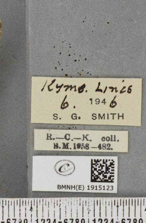 Alcis repandata repandata (Linnaeus, 1758) - BMNHE_1915123_label_478962