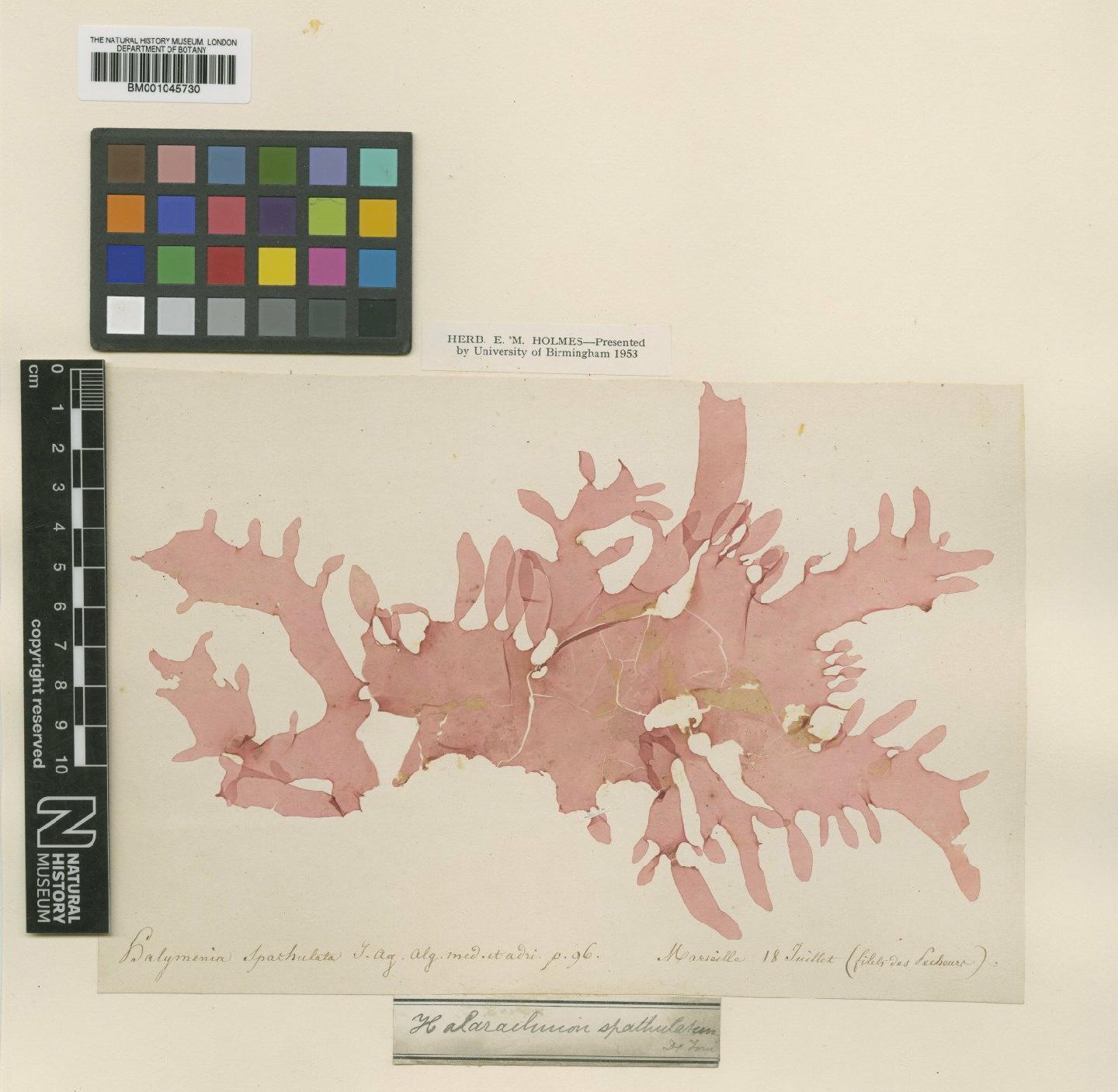 To NHMUK collection (Kallymenia spathulata (J.Agardh) Codomier ex P.G.Parkinson; TYPE; NHMUK:ecatalogue:746625)