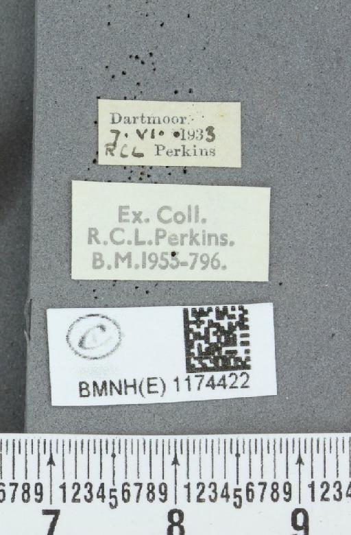 Boloria selene selene ab. intermedia Spangberg, 1876 - BMNHE_1174422_label_29873