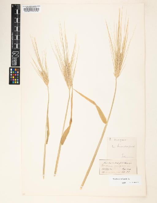 Hordeum vulgare L. - 000060773