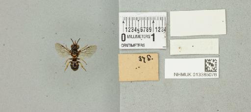 Ceratina ridleyi Cockerell, 1910 - 013385076_additional