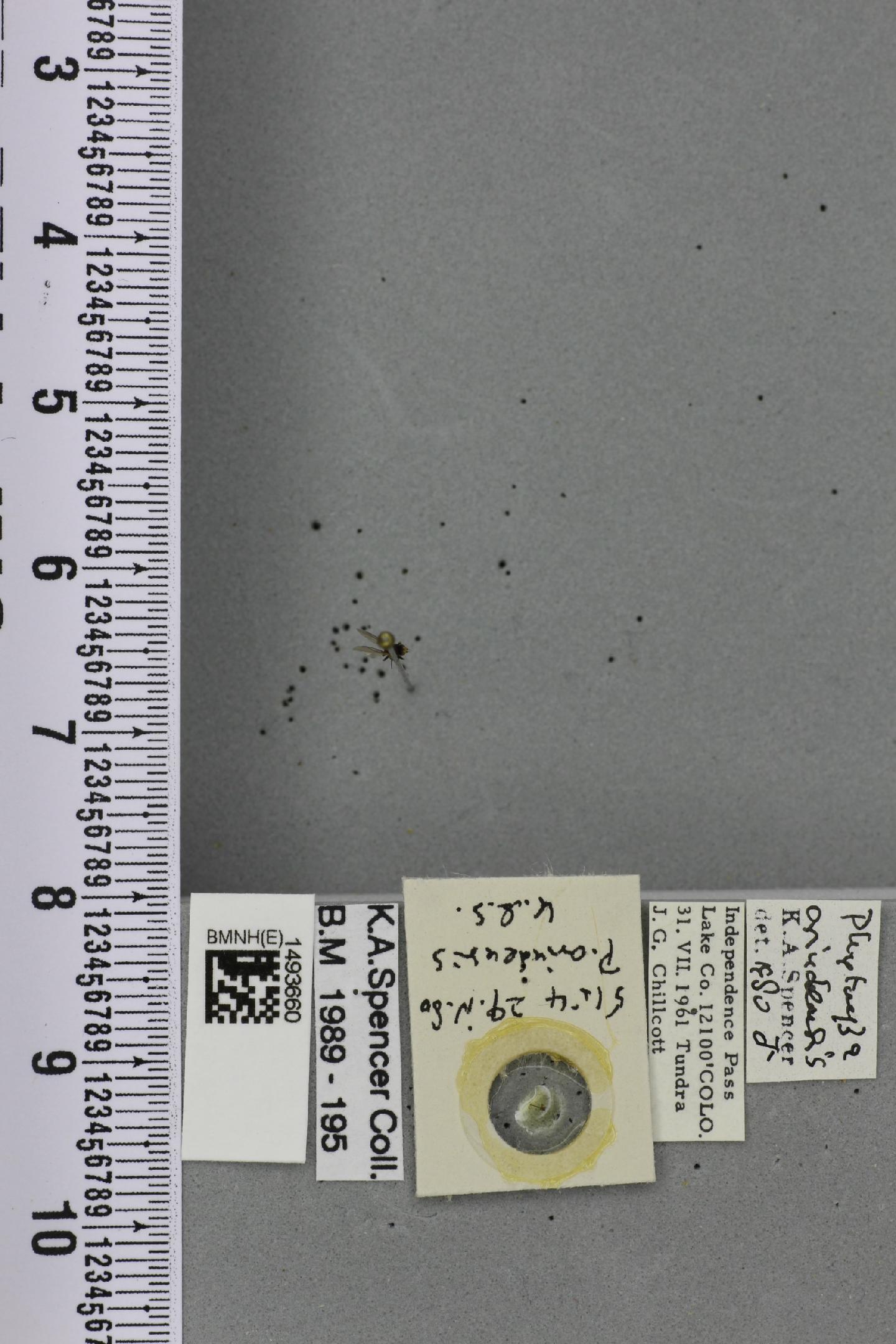 Phytomyza orindensis