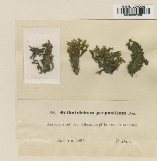 Orthotrichum perpusillum Dusén - BM000872982