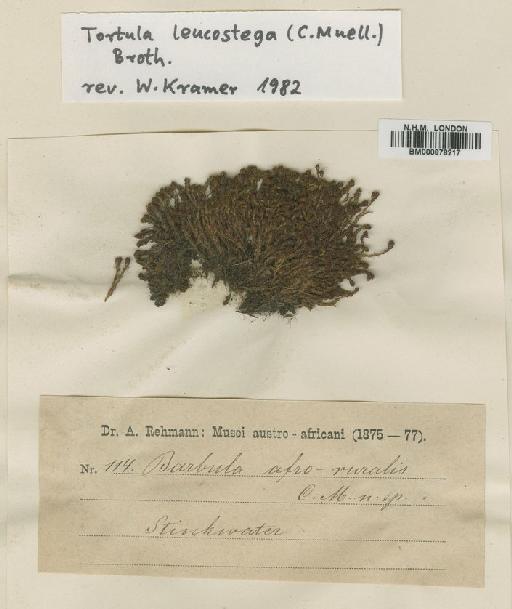 Syntrichia leucostega (Müll.Hal.) Zander - BM000878217