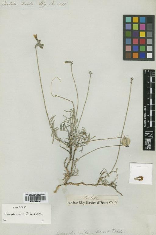 Astragalus nitens Boiss. & Heldr. - BM000885252