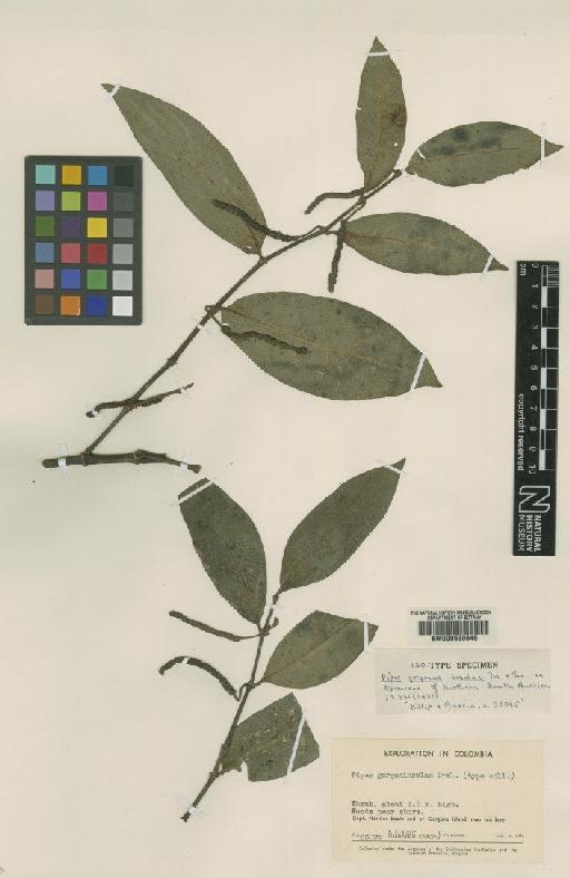 Piper trigonum C.DC. - BM000630646