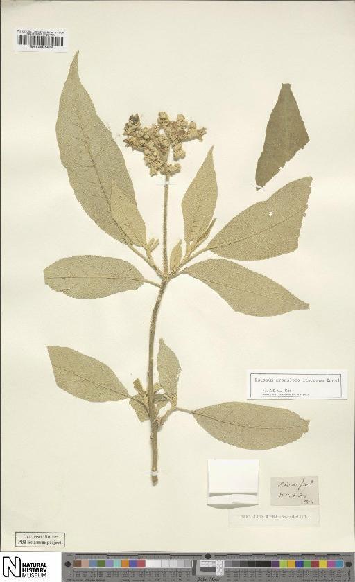 Solanum granuloso-leprosum Dunal - BM000935429