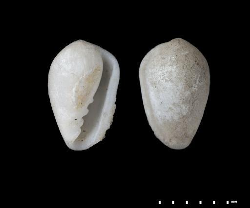 Marginella caribaea d'Orbigny, 1842 - 1854.10.4.307_A