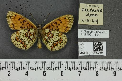 Melitaea athalia (Rottemburg, 1775) - BMNHE_1086760_57192