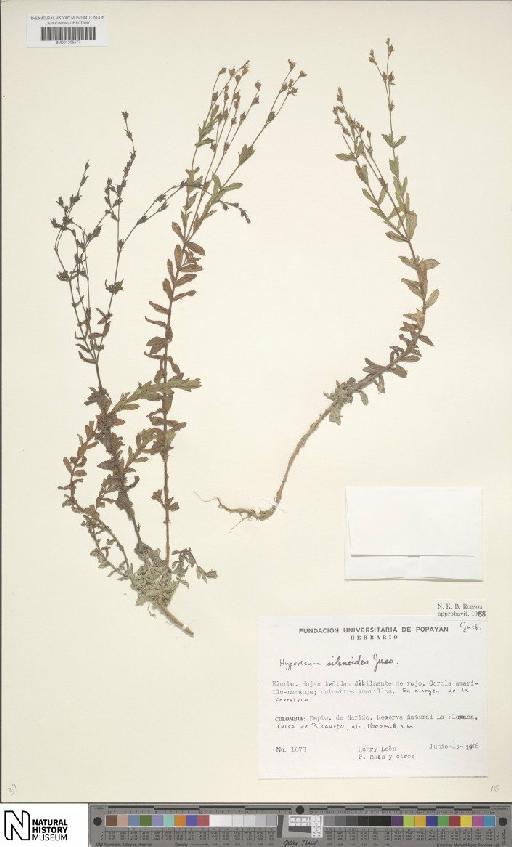 Hypericum silenoides subsp. silenoides - BM001206577