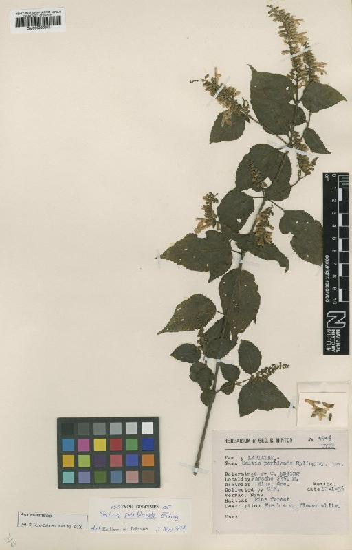 Salvia perblanda Epling - BM000992992