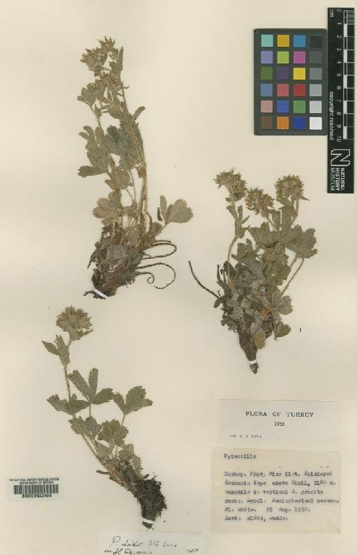 Potentilla doddsii P.H.Davis - BM000622400