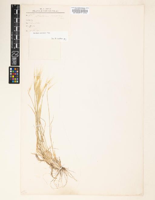 Hordeum comosum J.Presl - 000084851