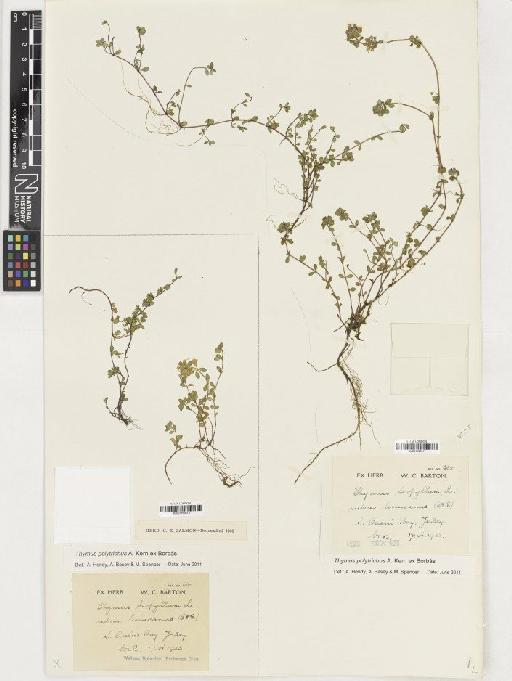 Thymus polytrichus subsp. britannicus (Ronn) Kerguelen - BM001165617