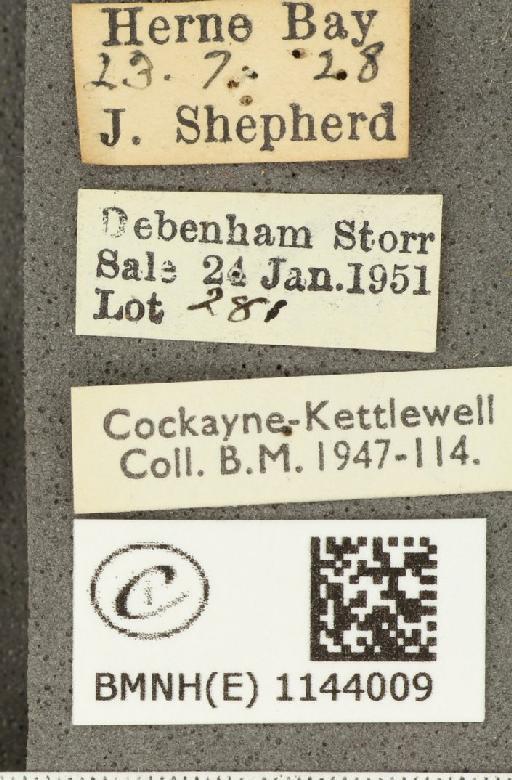 Lycaena phlaeas eleus ab. juncta Tutt, 1906 - BMNHE_1144009_label_108902