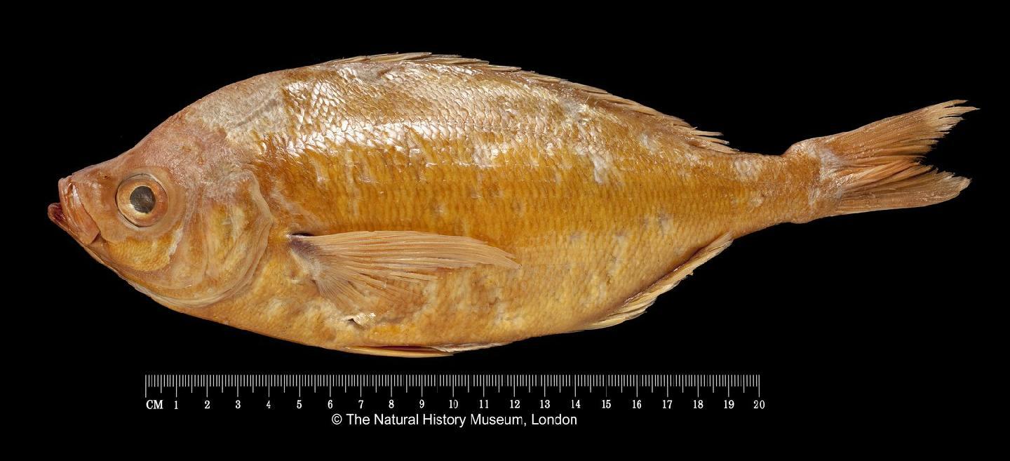 To NHMUK collection (Caesio axillaris Boulenger, 1900; HOLOTYPE; NHMUK:ecatalogue:3121582)