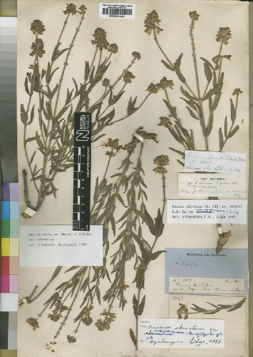 Becium obovatum var. obovatum N.E.Br. - BM000910080