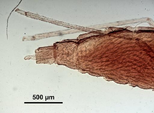 Mayetiola phalaris Barnes, 1927 - 010210366-Mayetiola_phalaris-SYNTYPE-250613-terminalia-100_0x-scale