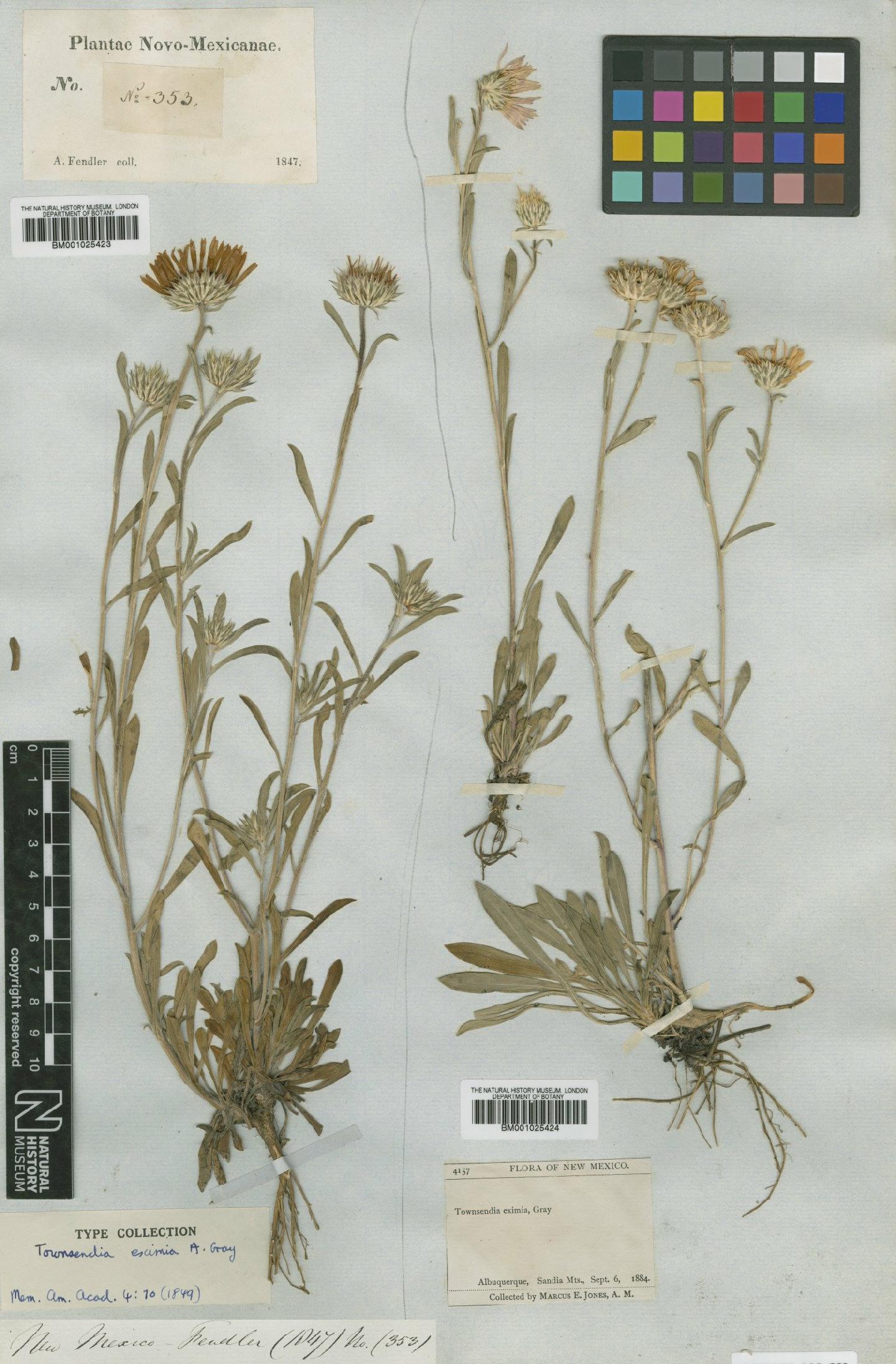 To NHMUK collection (Townsendia eximia A.Gray; Type; NHMUK:ecatalogue:747226)