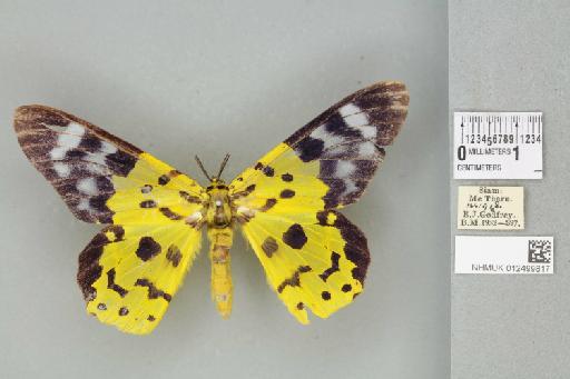 Dysphania militaris militaris (Linnaeus, 1758) - 012499817_900612_1382443