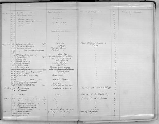 Lagochilus obliquistriatus Bullen, 1904 - Zoology Accessions Register: Mollusca: 1900 - 1905: page 166