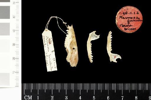 Marmosa fuscata Thomas, 1896 - 1896.11.1.6_Skull_Lateral