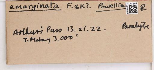 Trioza emarginata Ferris & Klyver, 1932 - 010718623_additional