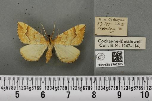 Eulithis mellinata (Fabricius, 1787) - BMNHE_1762205_344787